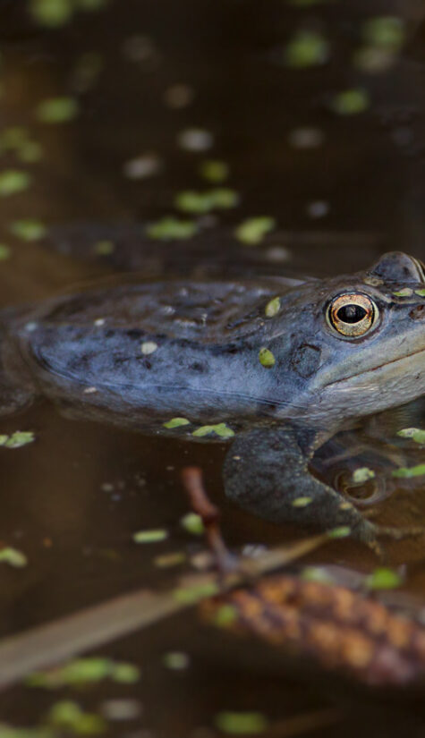 Moorfrosch GG7G4852 04.2013