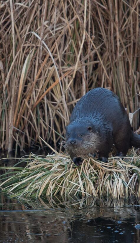 Otter E715486 04.2018