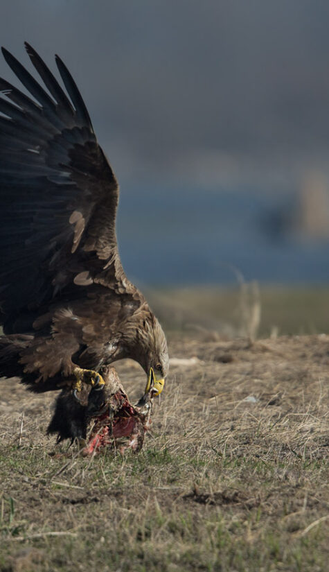 Seeadler E71R5014 04.2018