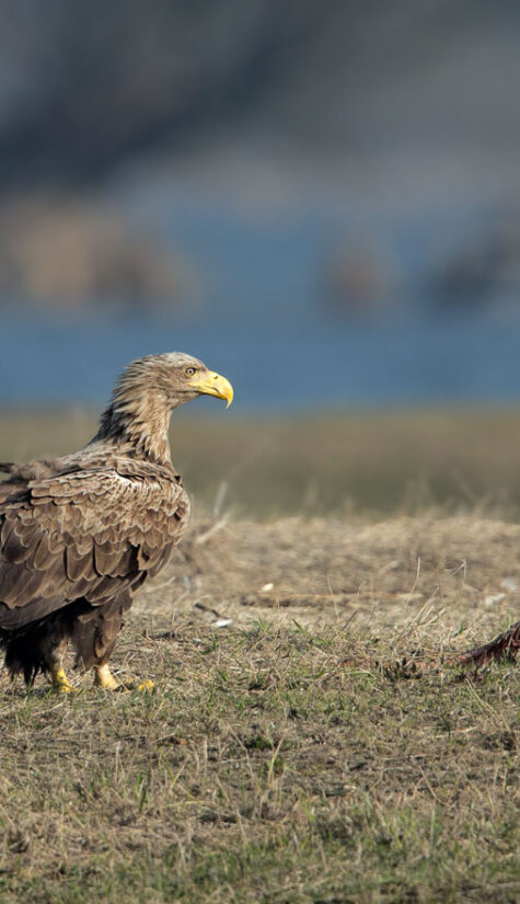 Seeadler E71R5768 04.2018