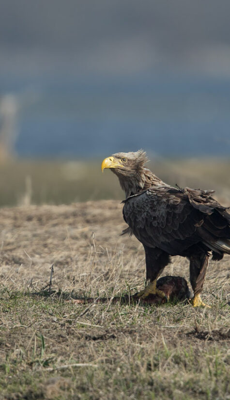 Seeadler E71R57803 04.2018