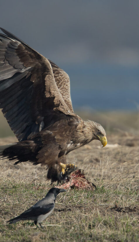 Seeadler E71R57815 04.2018