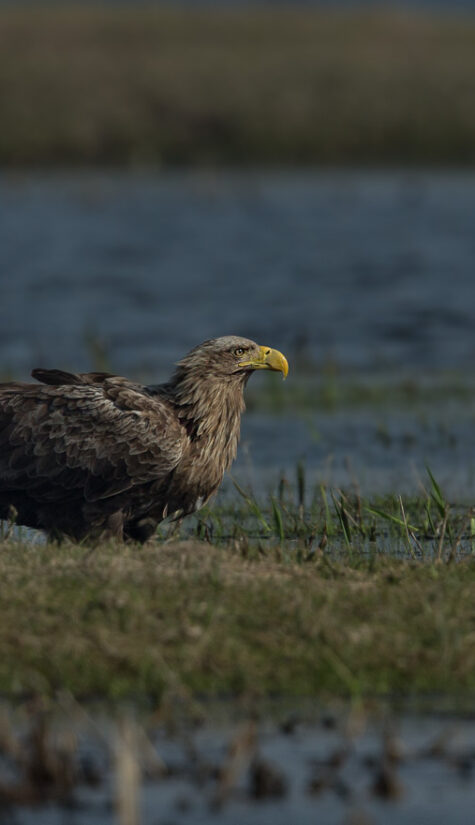 Seeadler E71R6679 04.2018