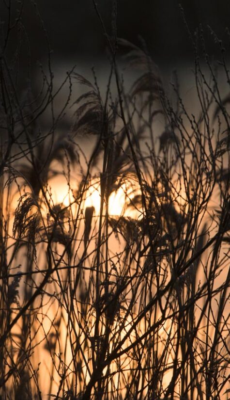 Sonnenaufgang Stangenhagen 796B5293 03.2018