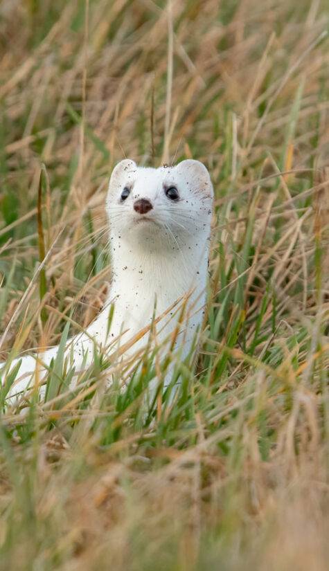 Hermelin 26A6994 H 01.2021