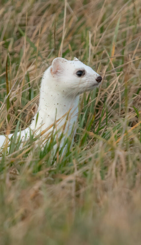 Hermelin 26A7005 H 01.2021