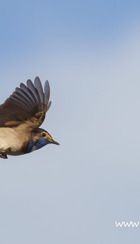 Blaukehlchen A00112 HP 04.2021_