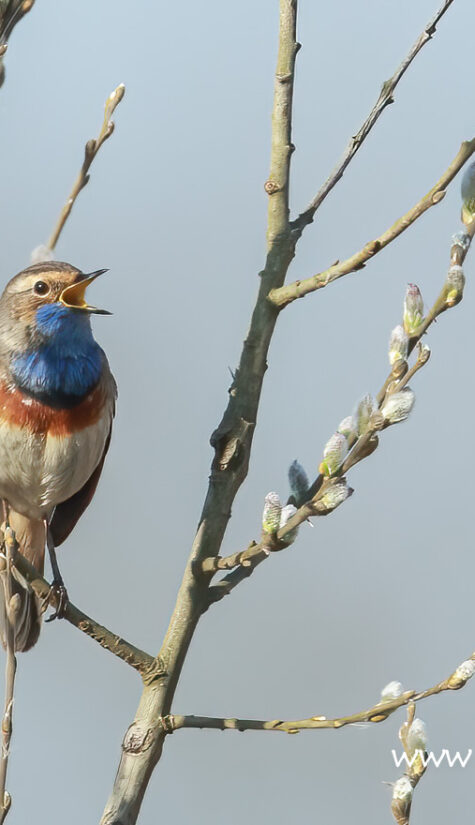 Blaukehlchen A01463 HP 04.2021_