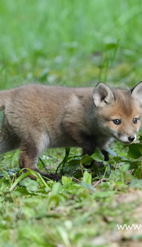 Fuchs A1-08163 04.2022