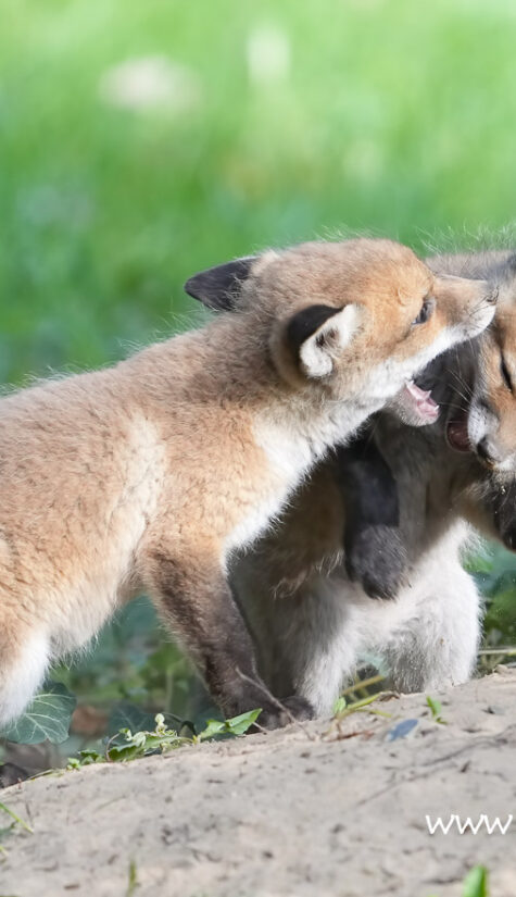 Fuchs A1-08261 04.2022