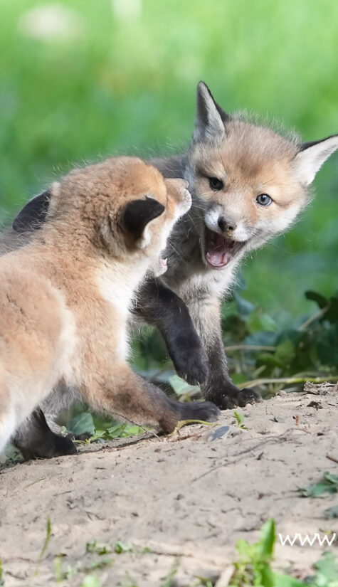 Fuchs A1-08264 04.2022