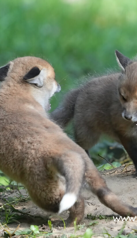 Fuchs A1-08354 04.2022