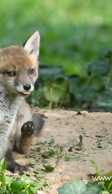 Fuchs A1-08416 04.2022