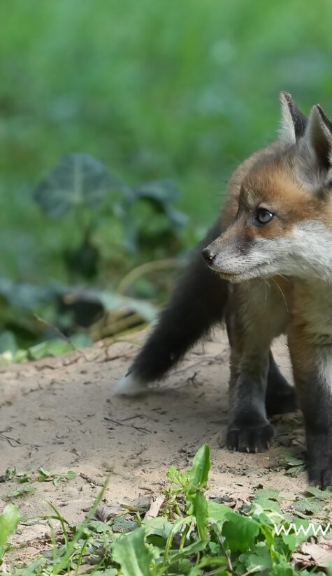 Fuchs A1-08424 04.2022