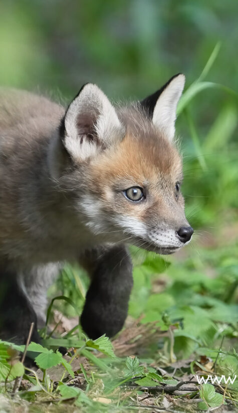 Fuchs A1-08441 04.2022