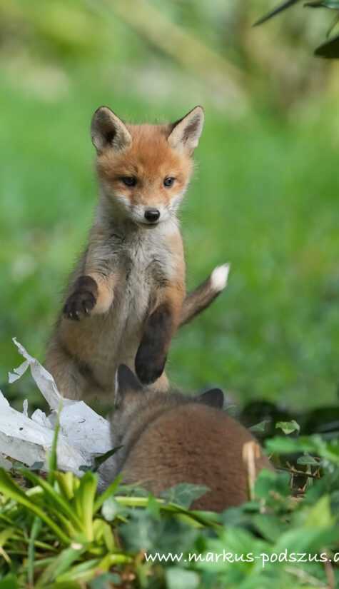 Fuchs A1-08451 HP 04.2022_-2