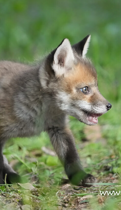 Fuchs A1-08451 04.2022