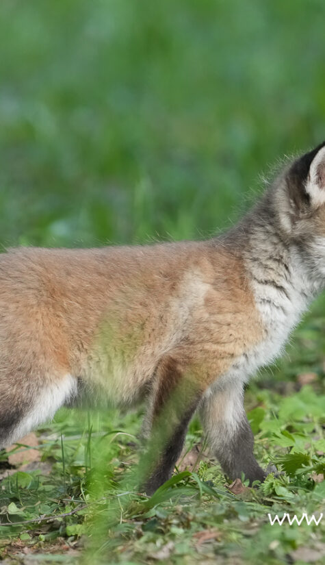 Fuchs A1-08518 04.2022