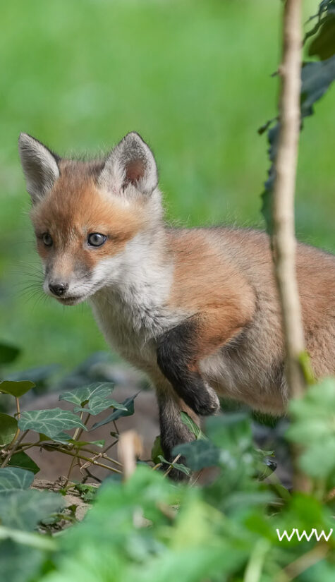 Fuchs A1-08648 04.2022