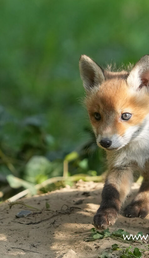 Fuchs A1-08729 04.2022