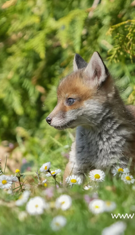 Fuchs A1-0873 04.2022