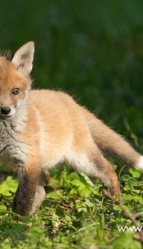 Fuchs A1-08881 04.2022