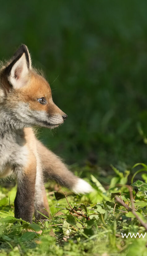 Fuchs A1-08911 04.2022