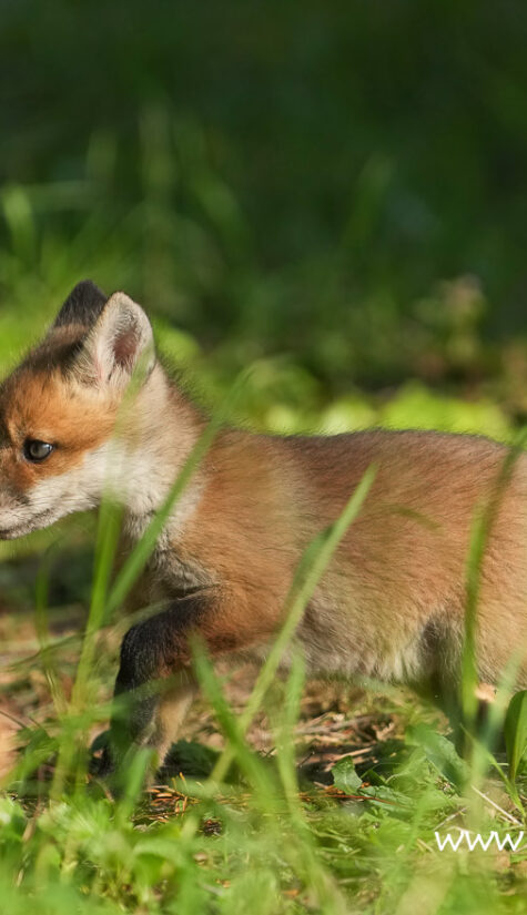 Fuchs A1-08945 04.2022