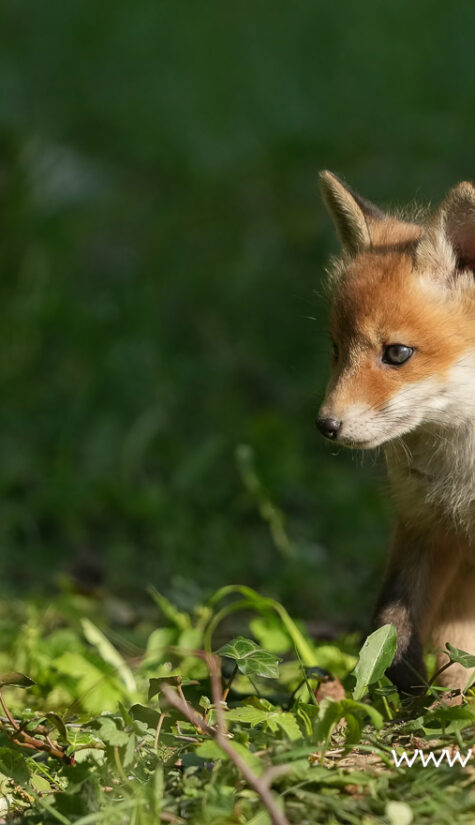 Fuchs A1-08982 04.2022