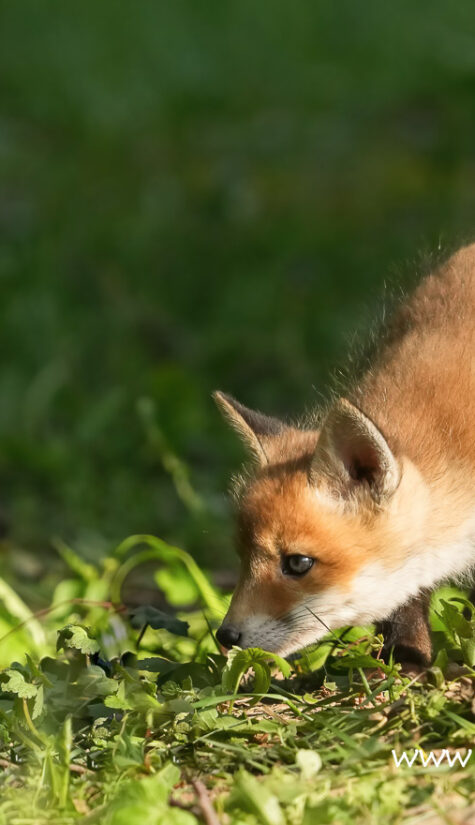 Fuchs A1-09042 04.2022