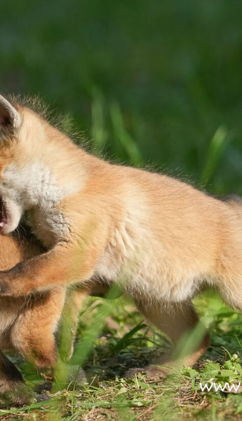 Fuchs A1-09054 04.2022