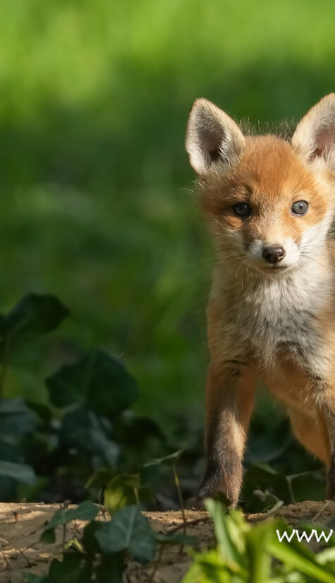 Fuchs A1-09198 04.2022