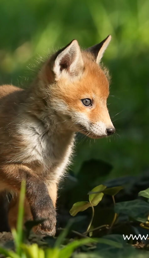 Fuchs A1-09272 04.2022