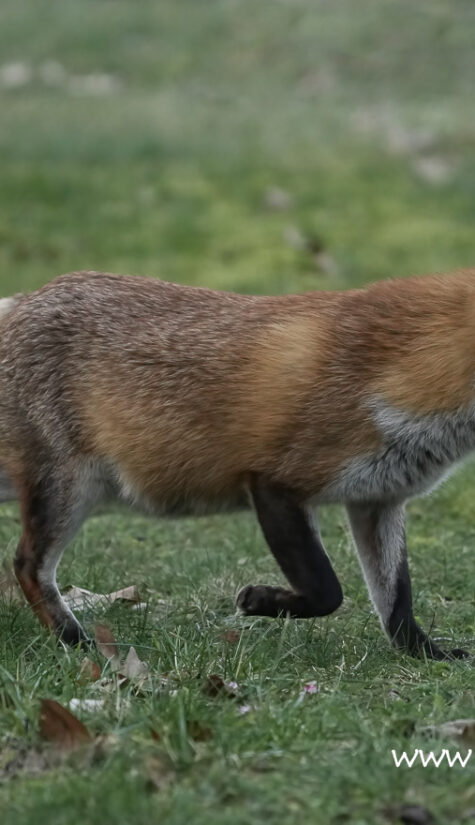 Fuchs A1-6186 03.2022