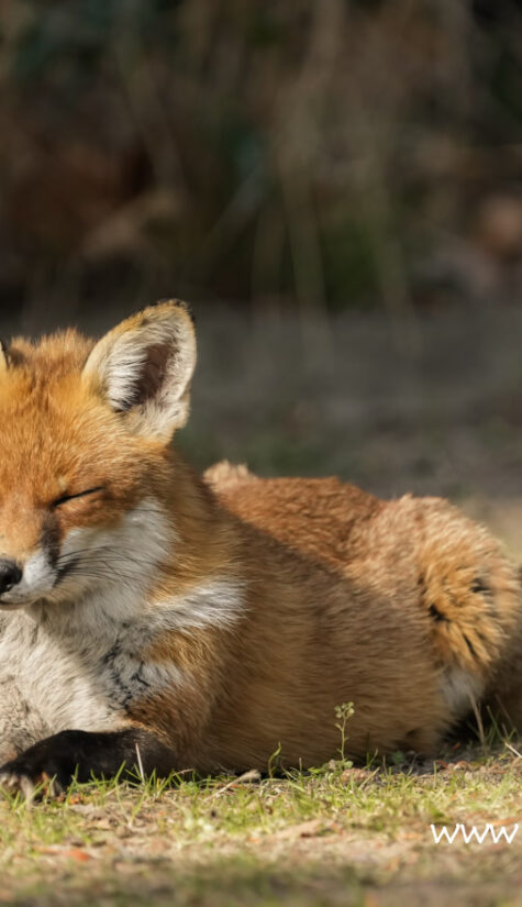 Fuchs A1-62383 03.2022