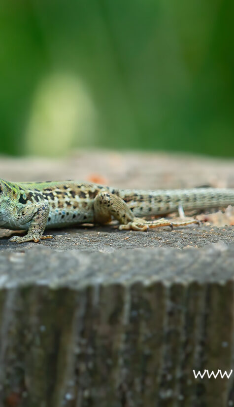 Zauneidechse 796B8702 HP 06.2019_