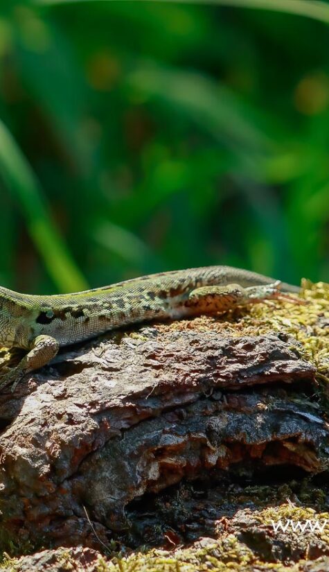 Zauneidechse D2-3086 HP 06.2019_