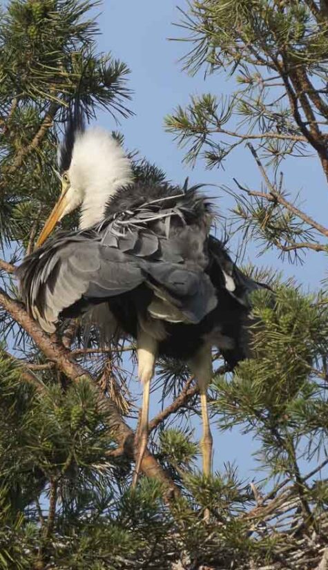 Graureiher-Purpurreiher