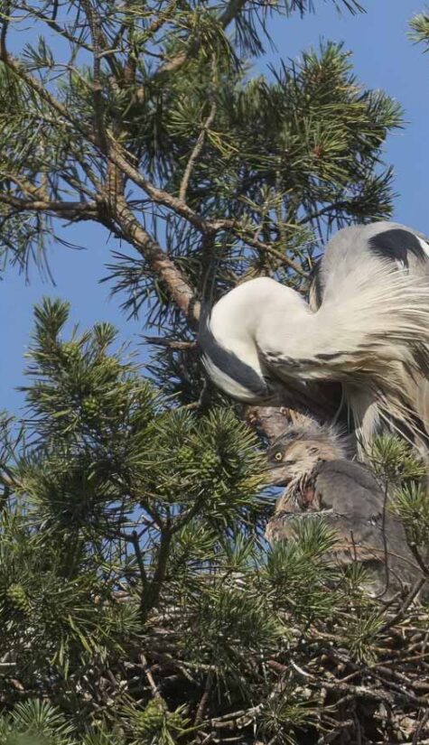 Graureiher-Purpurreiher HP A-08093 06.2023