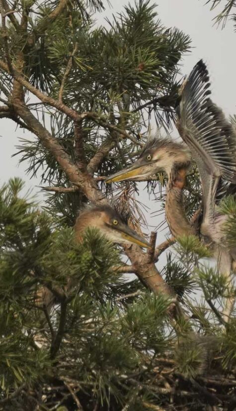 Graureiher-Purpurreiher HP A-08889 06.2023