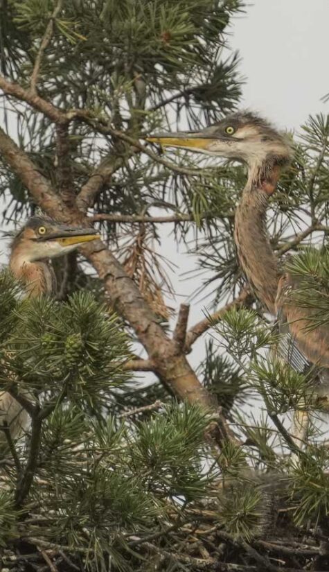 Graureiher-Purpurreiher HP A-08931 06.2023